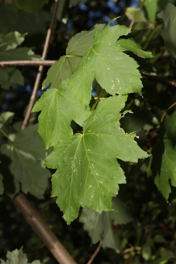 Acer Pseudoplatanus