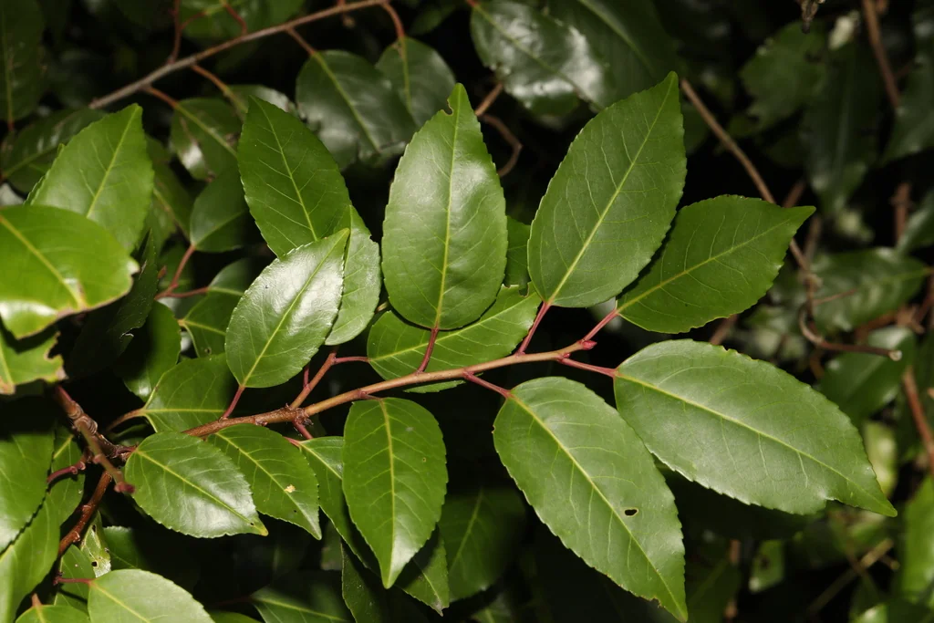 Prunus Lusitanica