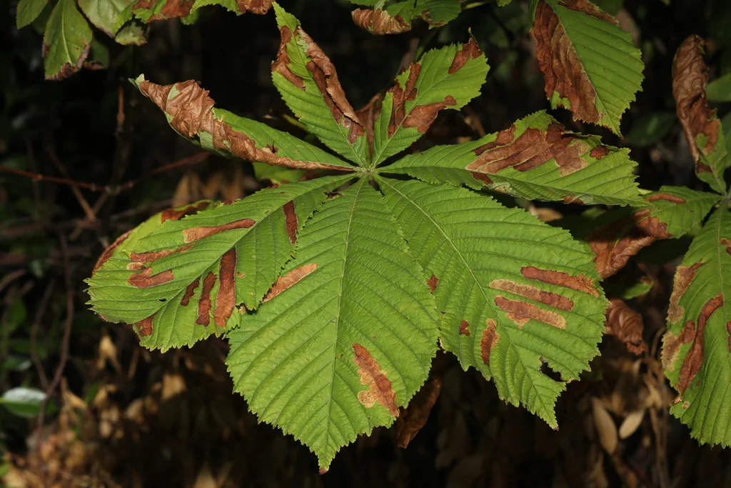 Aesculus Hippocastanum