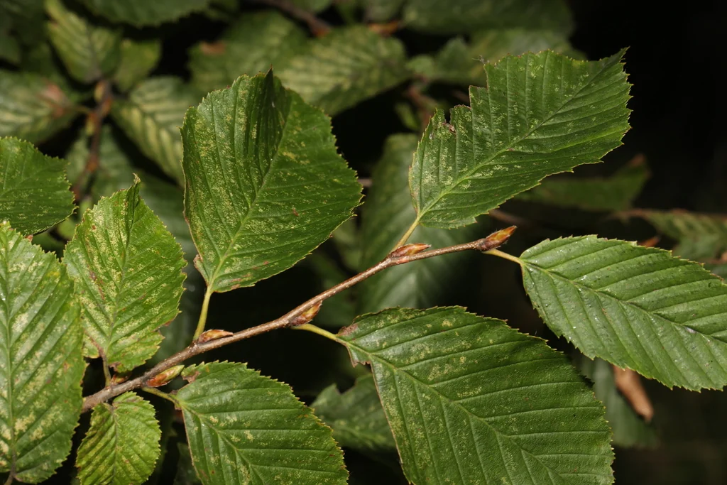 Carpinus Betulus