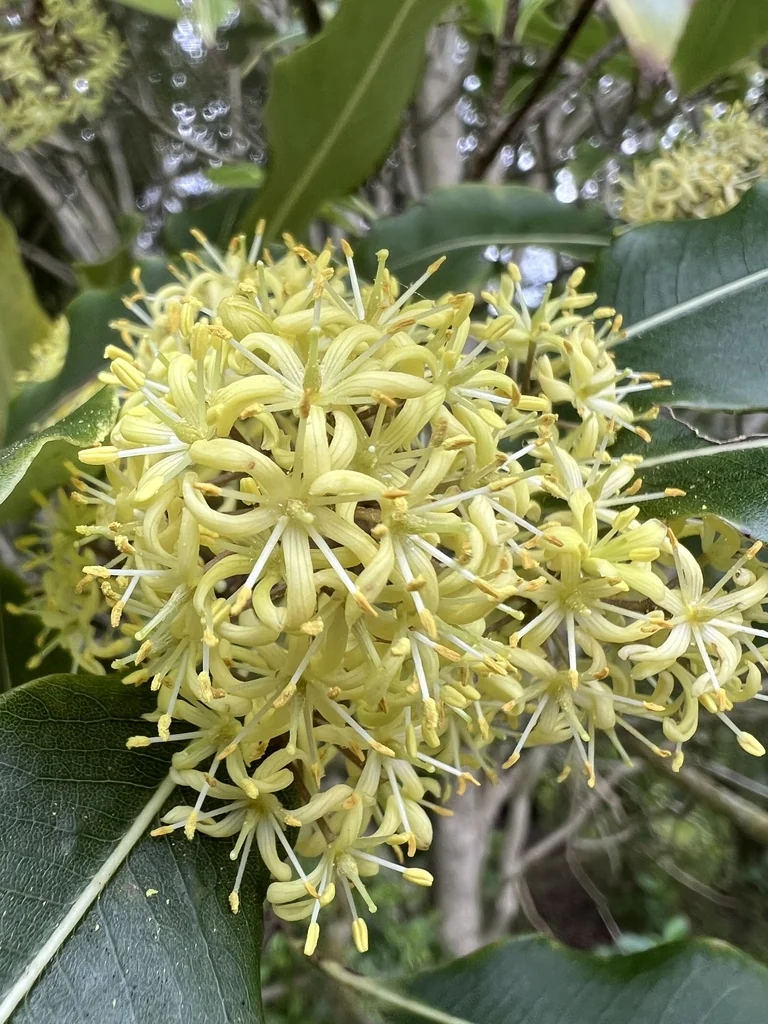 Pittosporum Eugenioides