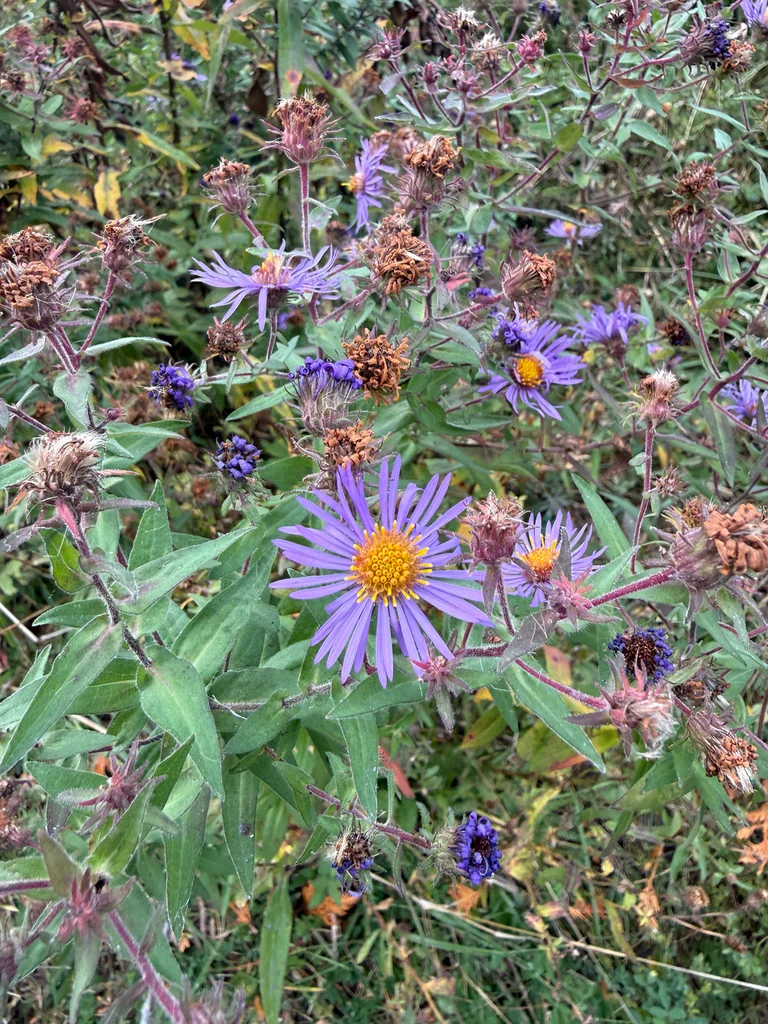 Aster Novae-Angliae