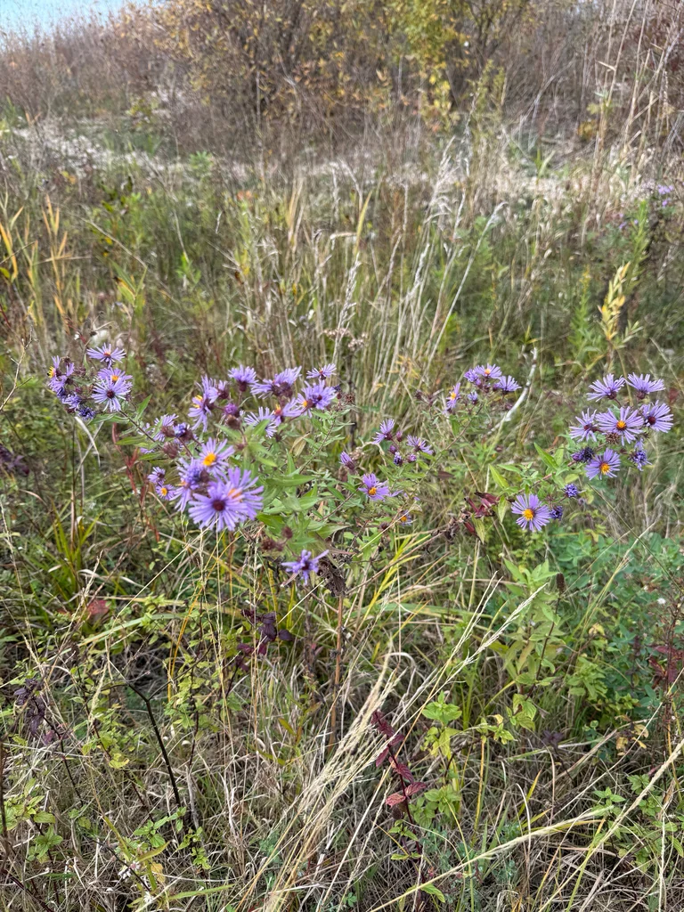 Aster Novae-Angliae