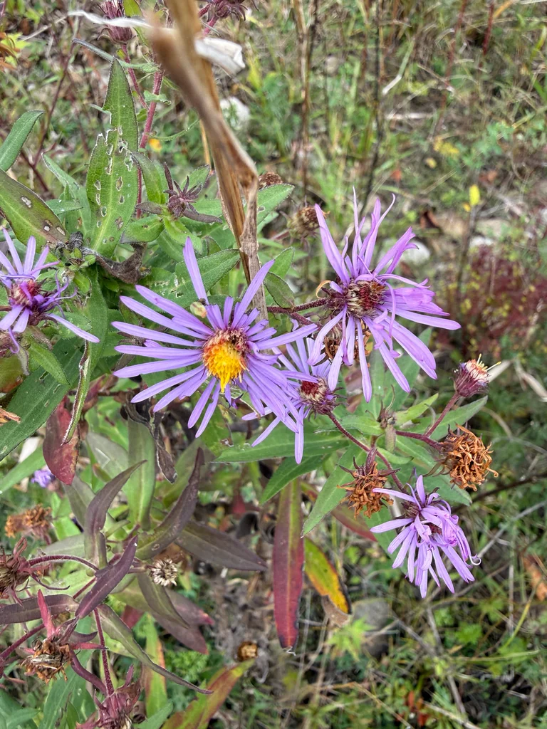 Aster Novae-Angliae