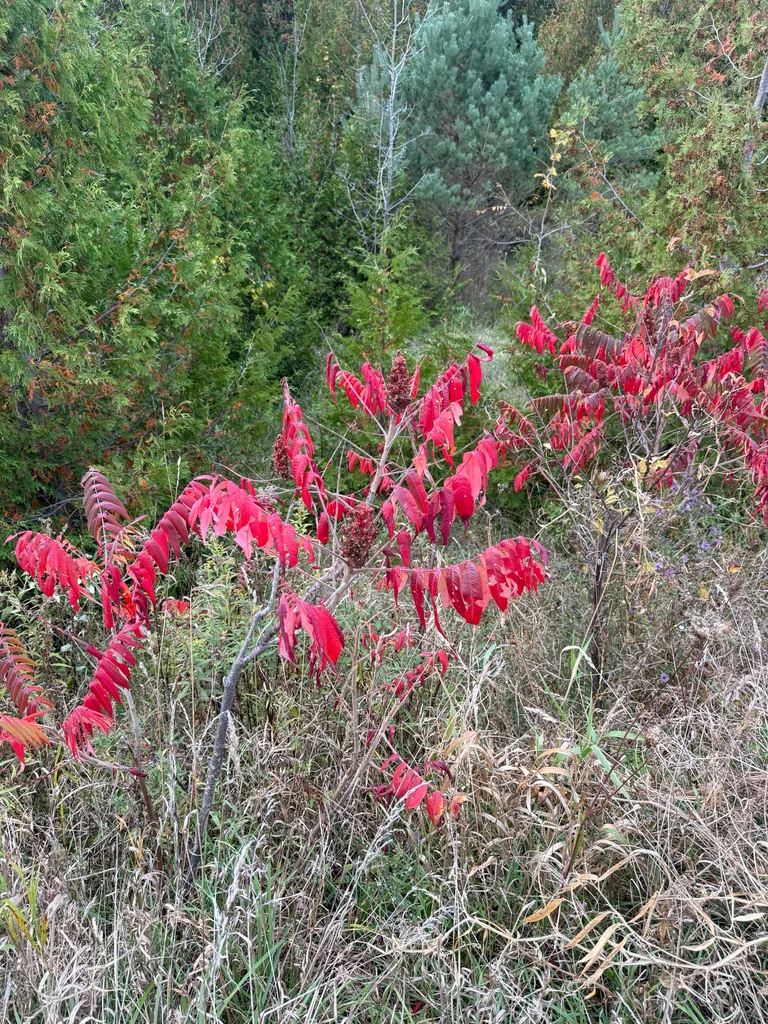 Rhus Typhina