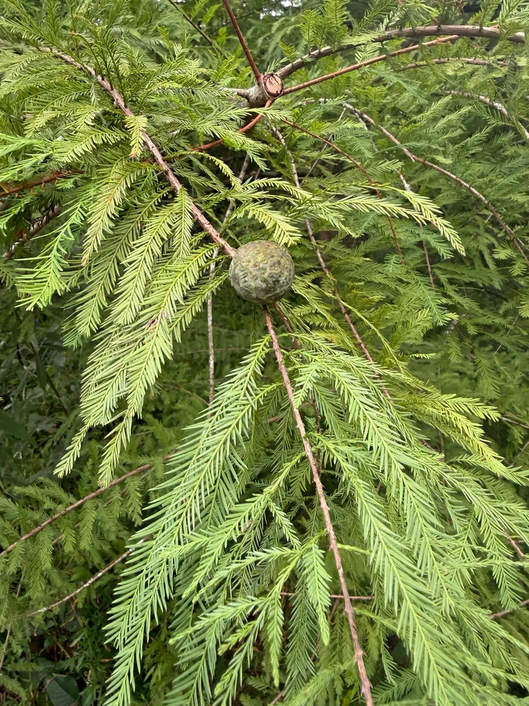 Taxodium Distichum