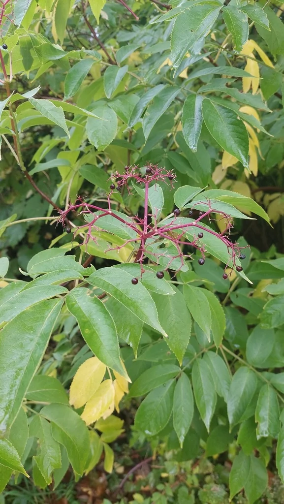 Sambucus nigra