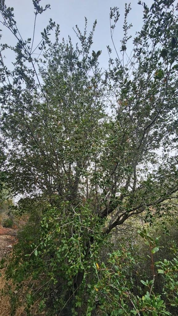 Quercus agrifolia