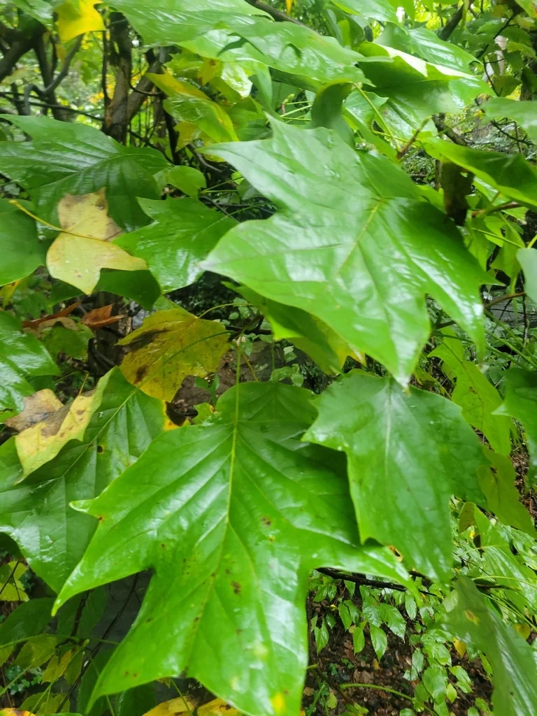 Liriodendron Tulipifera