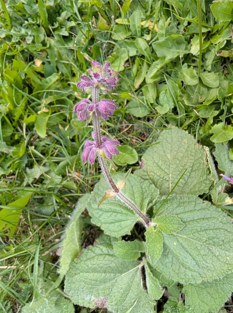 Salvia Verticillata