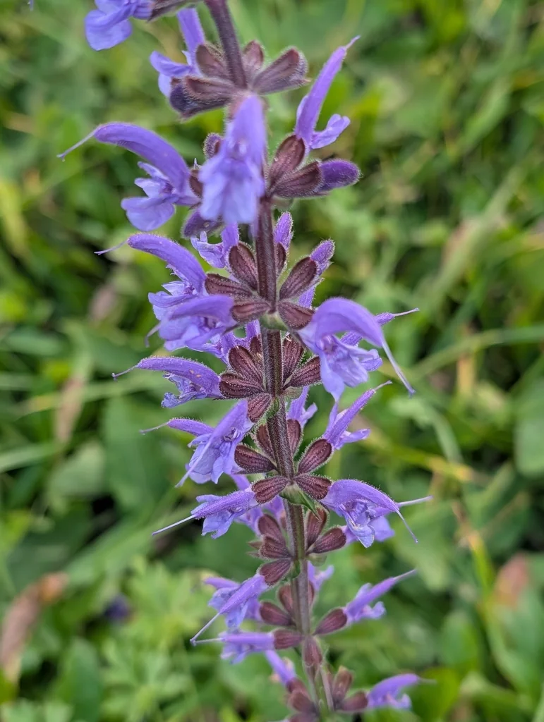 Salvia Pratensis
