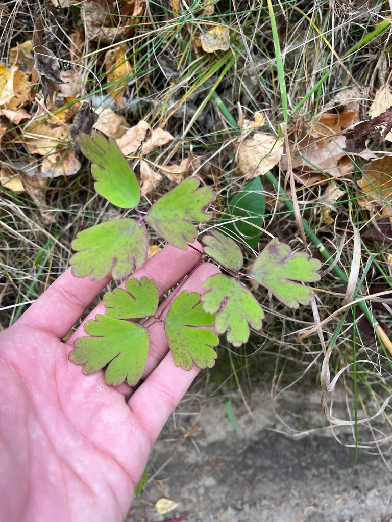 Aquilegia Canadensis