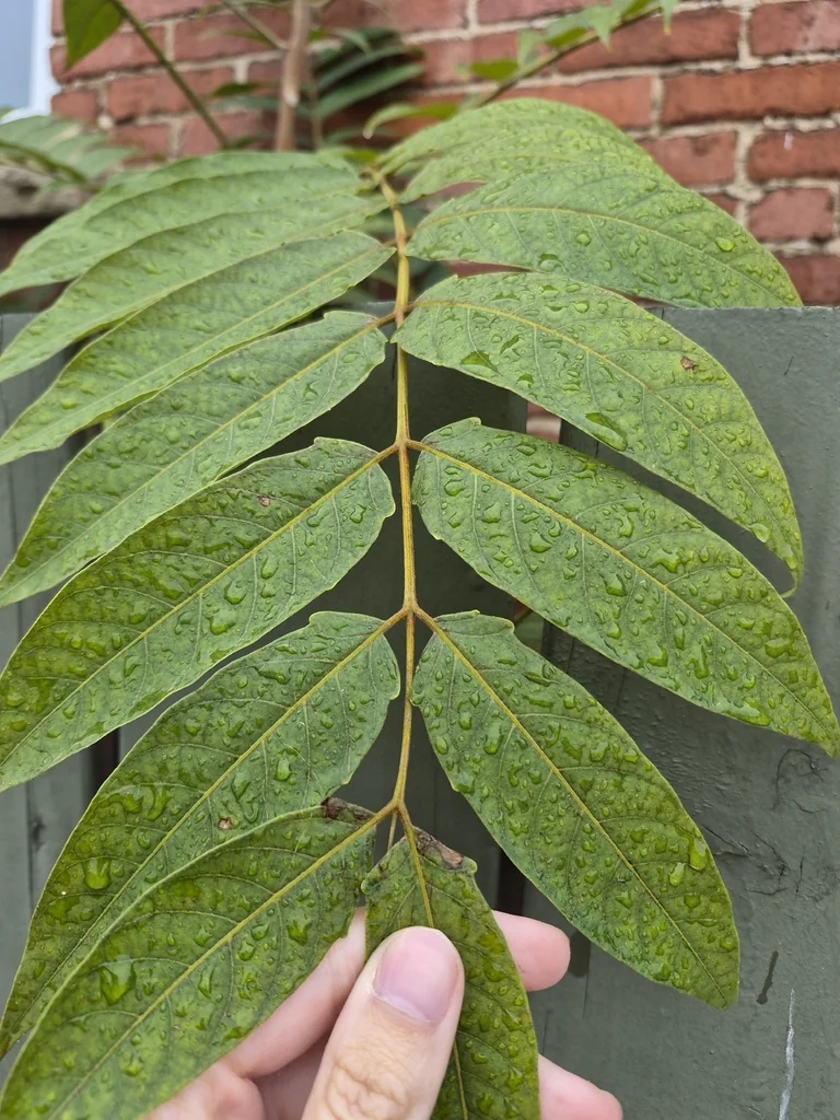 Ailanthus Altissima
