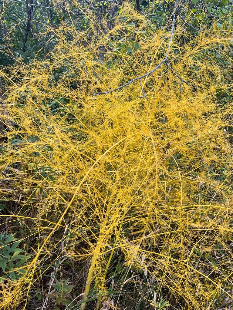 Asparagus Officinalis
