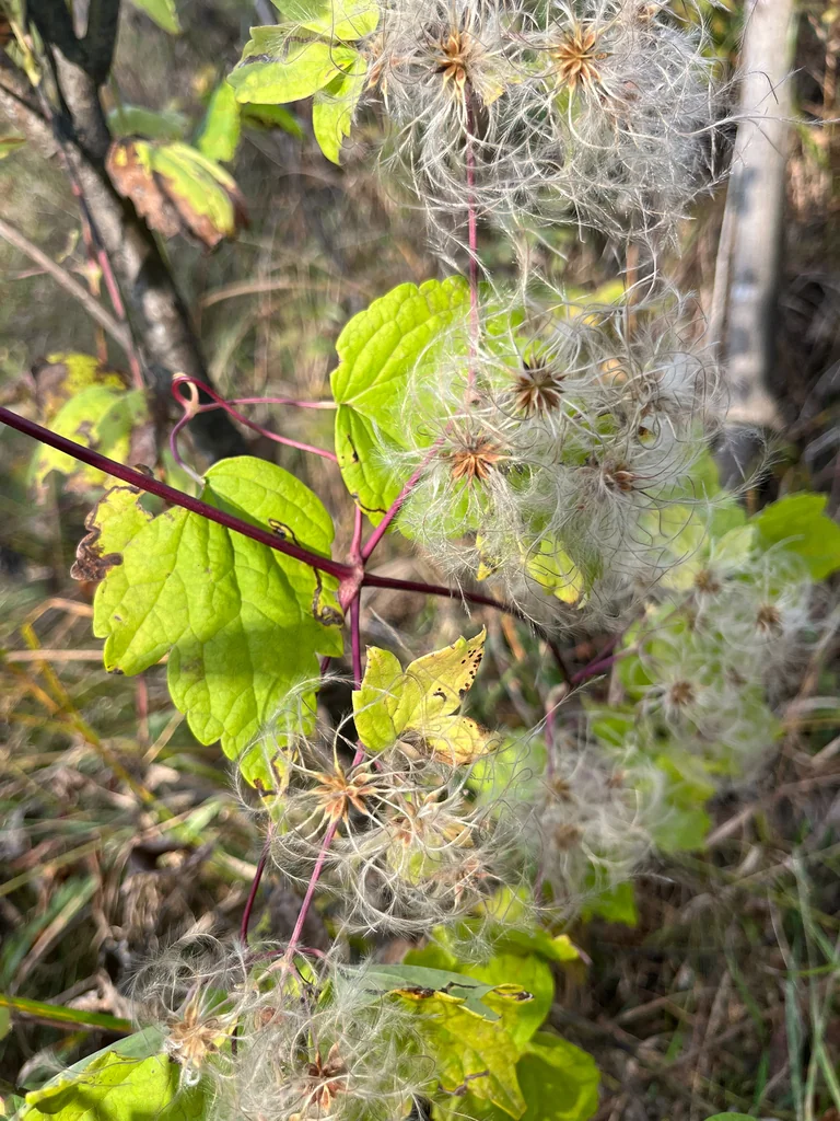 Clematis Virginiana