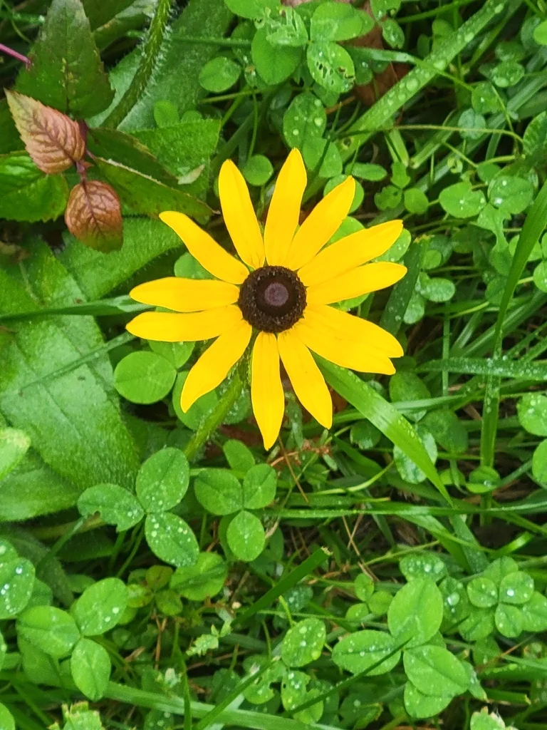 Rudbeckia Hirta