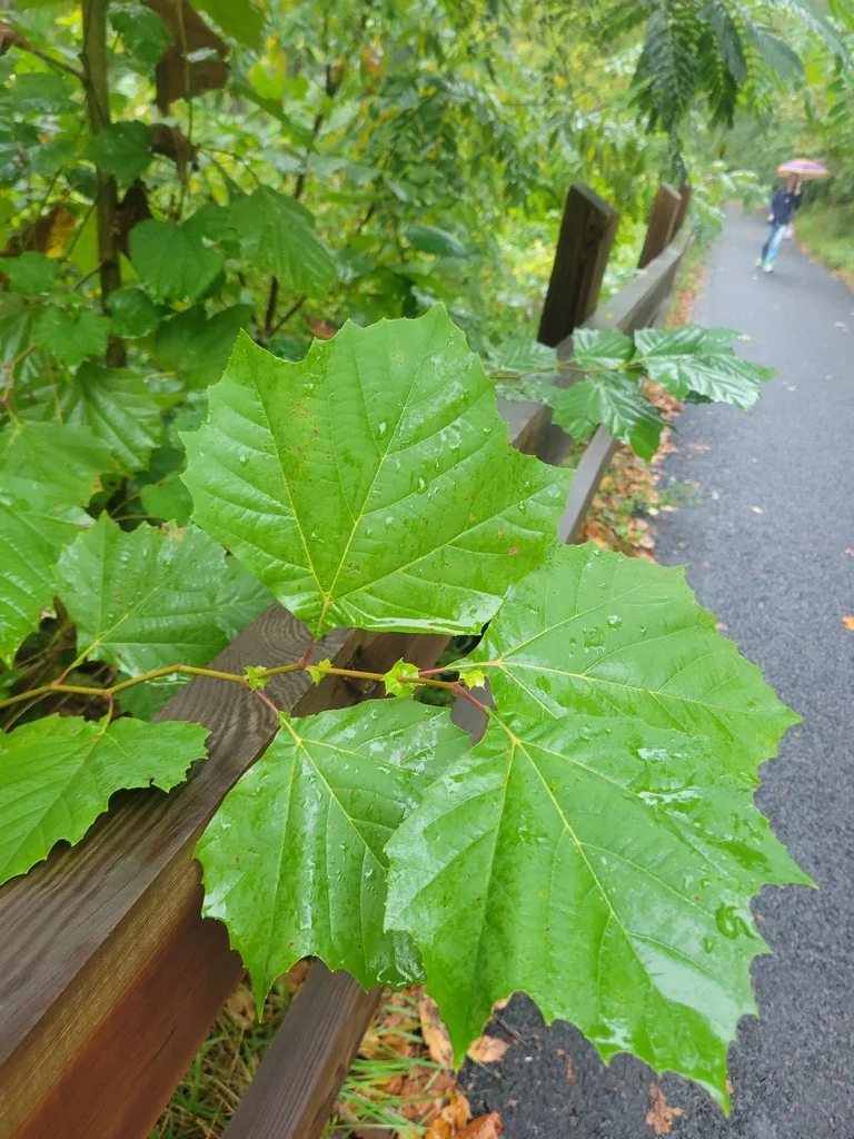 Platanus Occidentalis