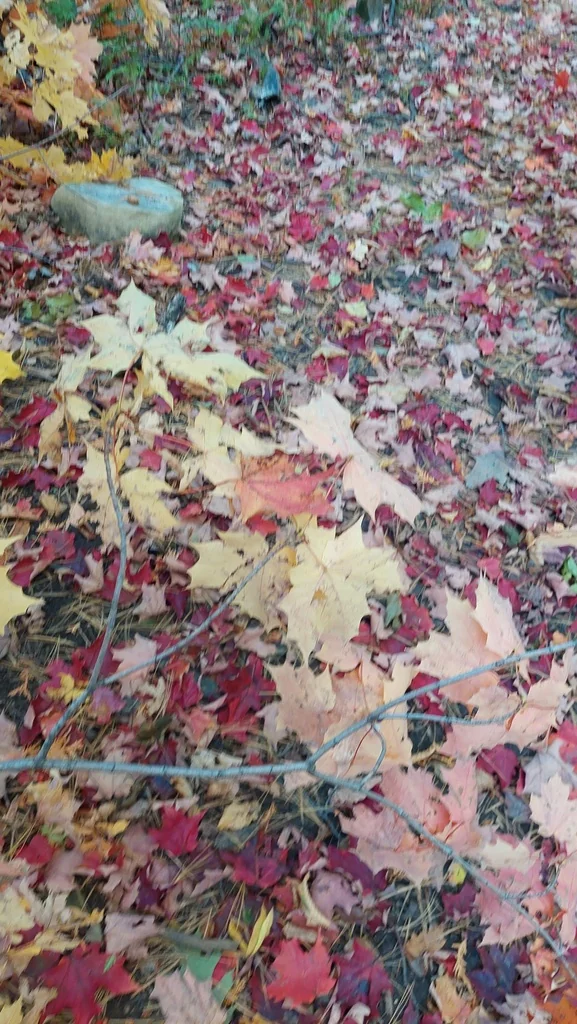 Acer Saccharum