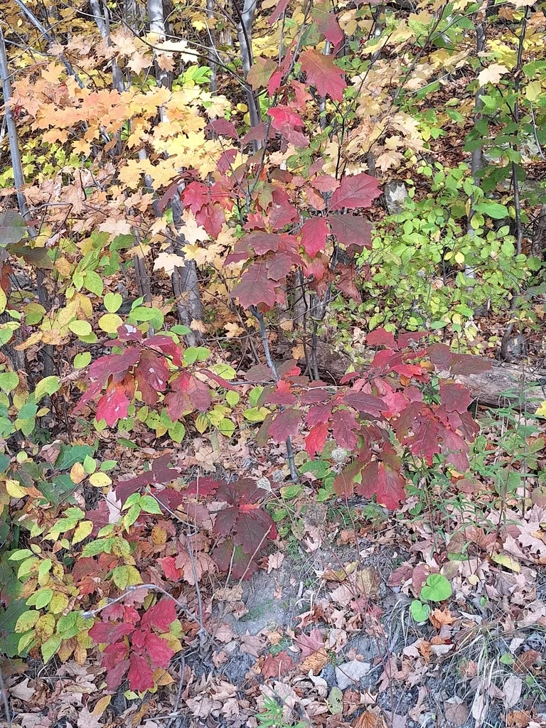 Quercus Rubra