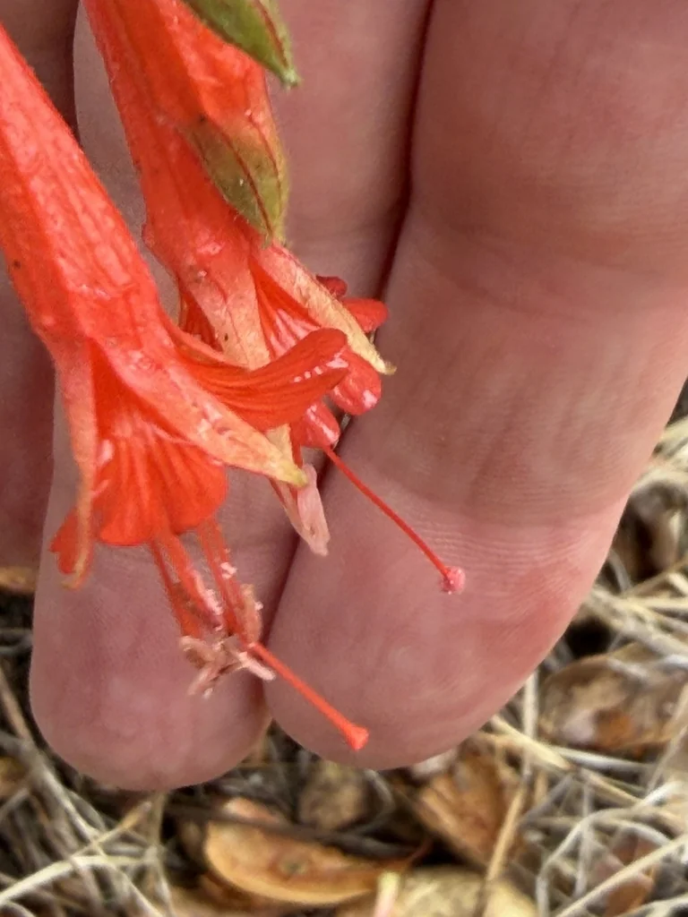 Zauschneria Californica