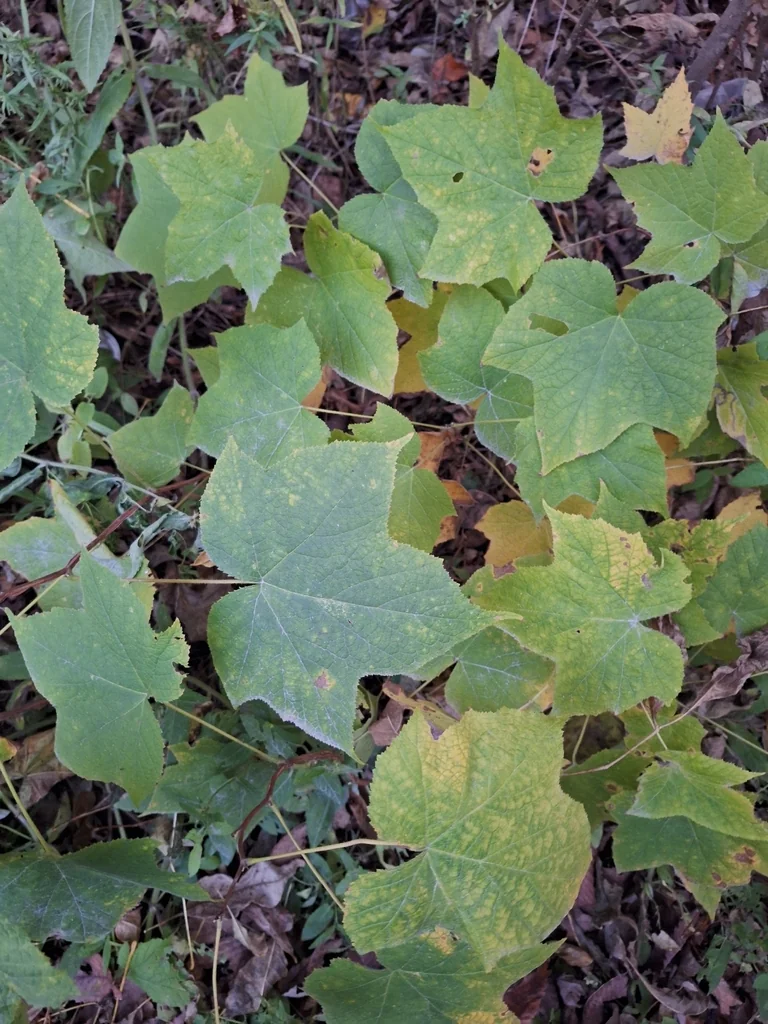 Rubus Odoratus