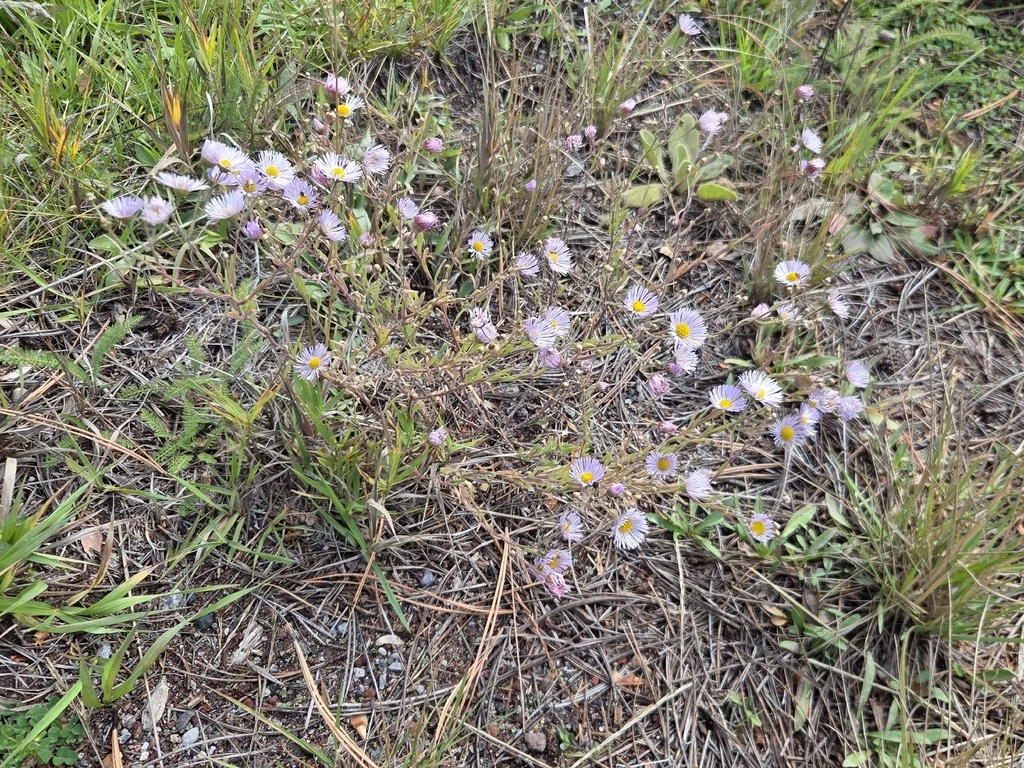 Erigeron Divergens