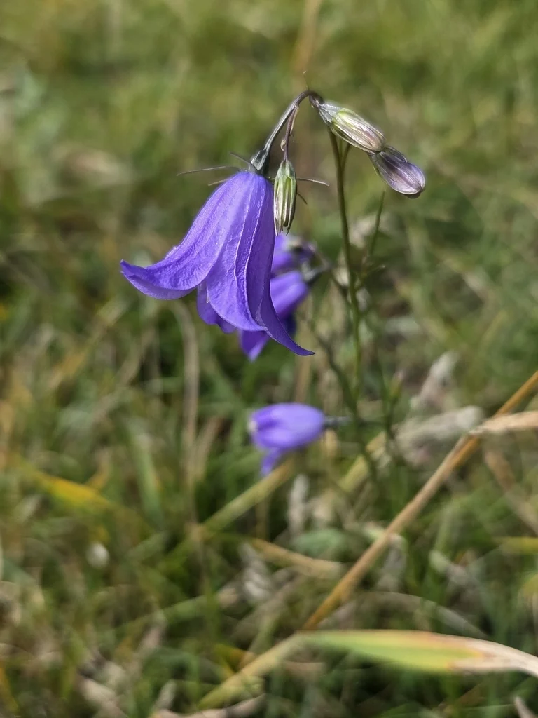 Campanula Rotundifolia