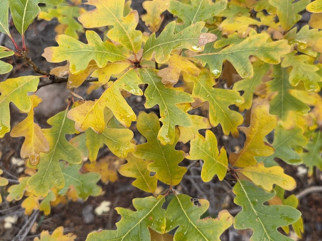 Quercus Gambelii