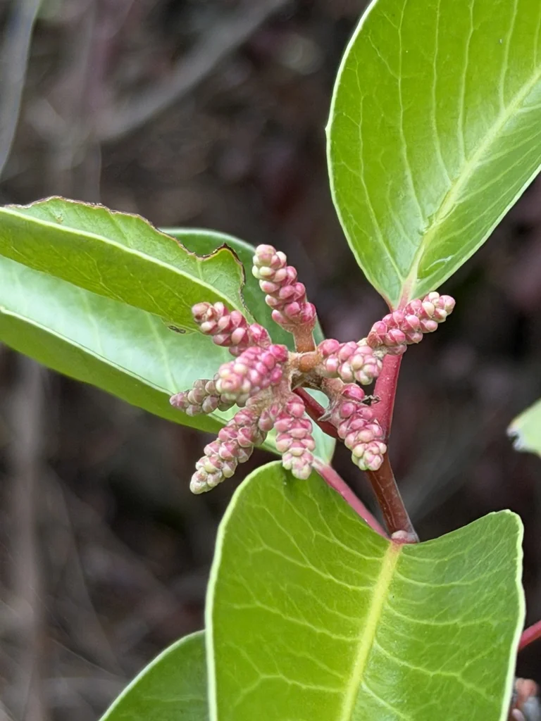 Rhus Ovata