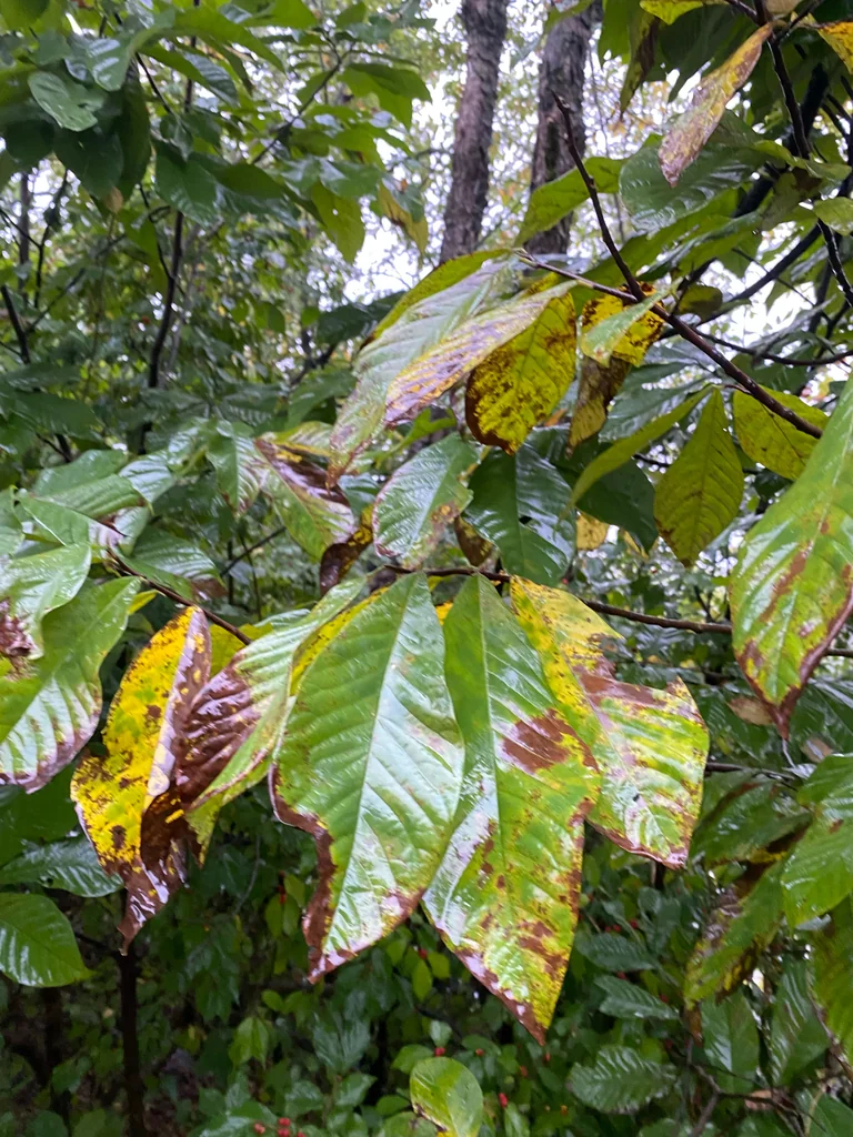 Asimina Triloba