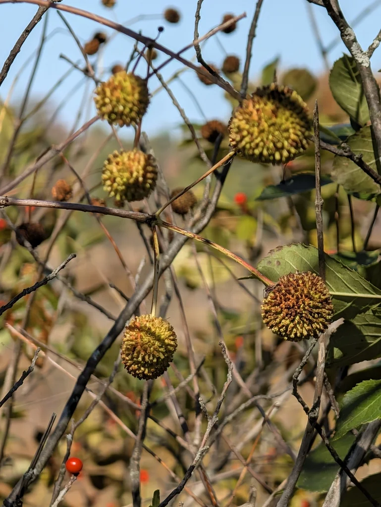 Cephalanthus Occidentalis