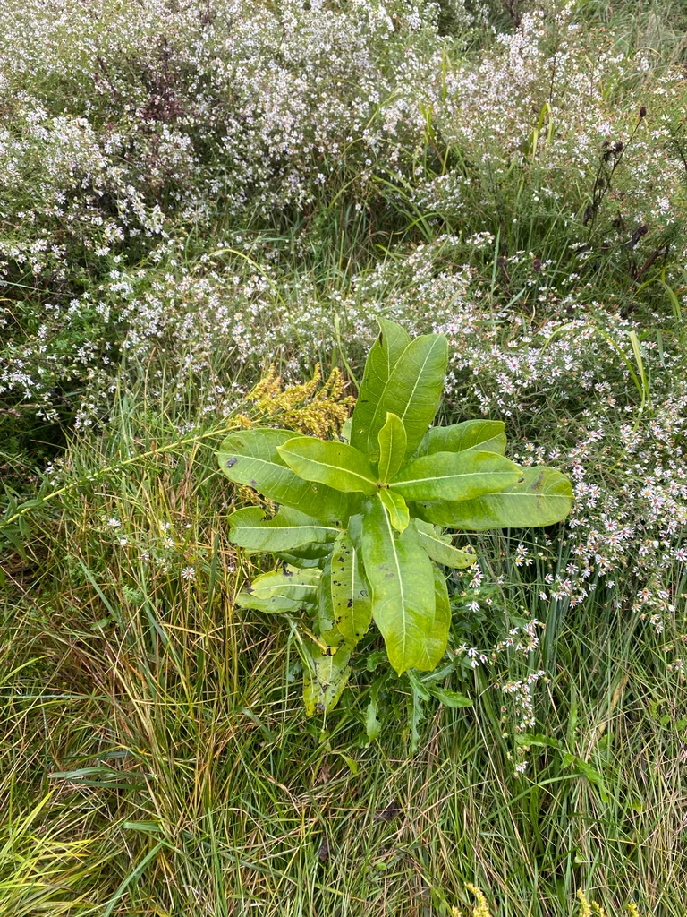 Asclepias Syriaca