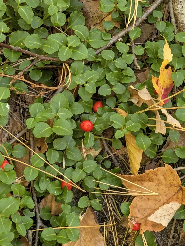 Mitchella Repens
