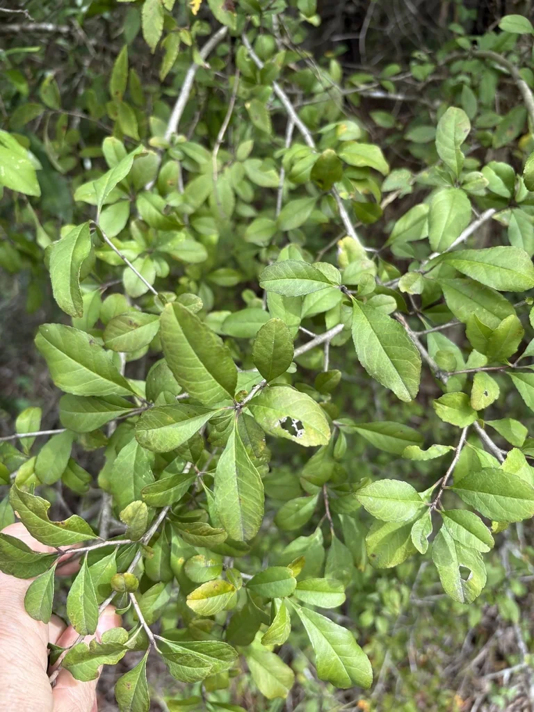 Ilex Decidua