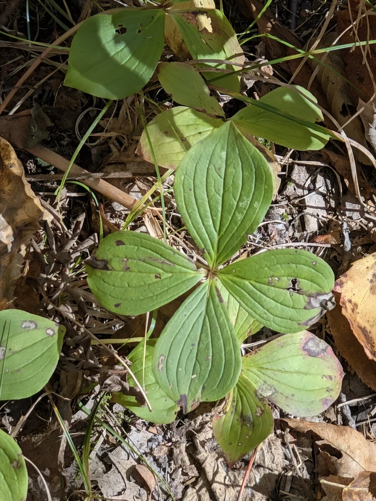 Cornus Canadensis