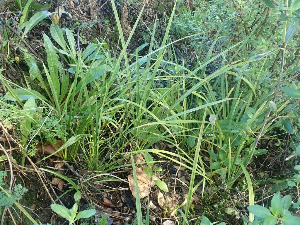 Cordyline australis