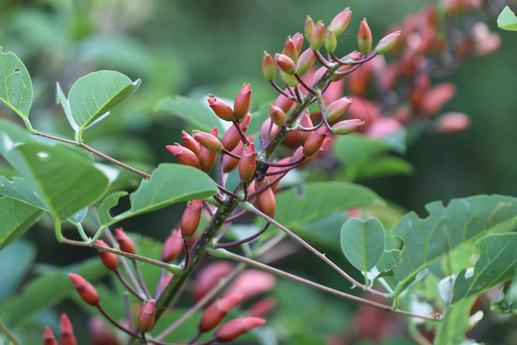 Erythrina Crista-Galli