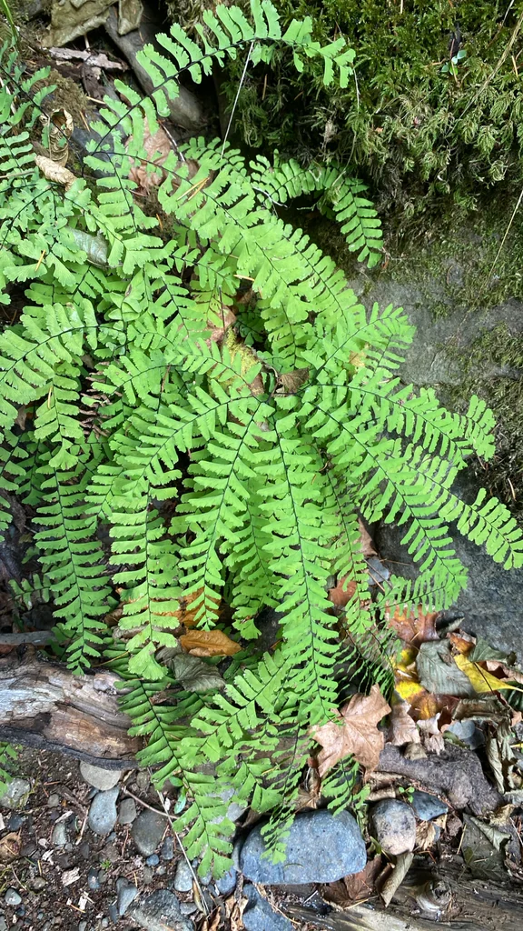 Adiantum Aleuticum