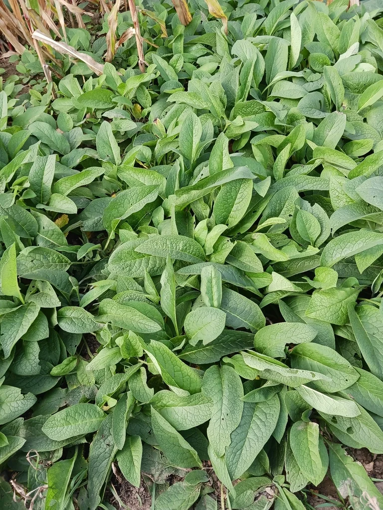 Symphytum Officinale