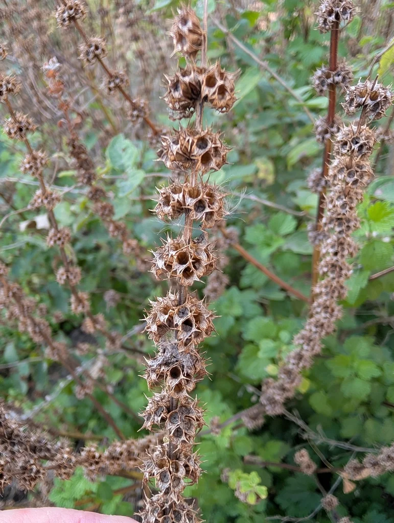 Leonurus Cardiaca
