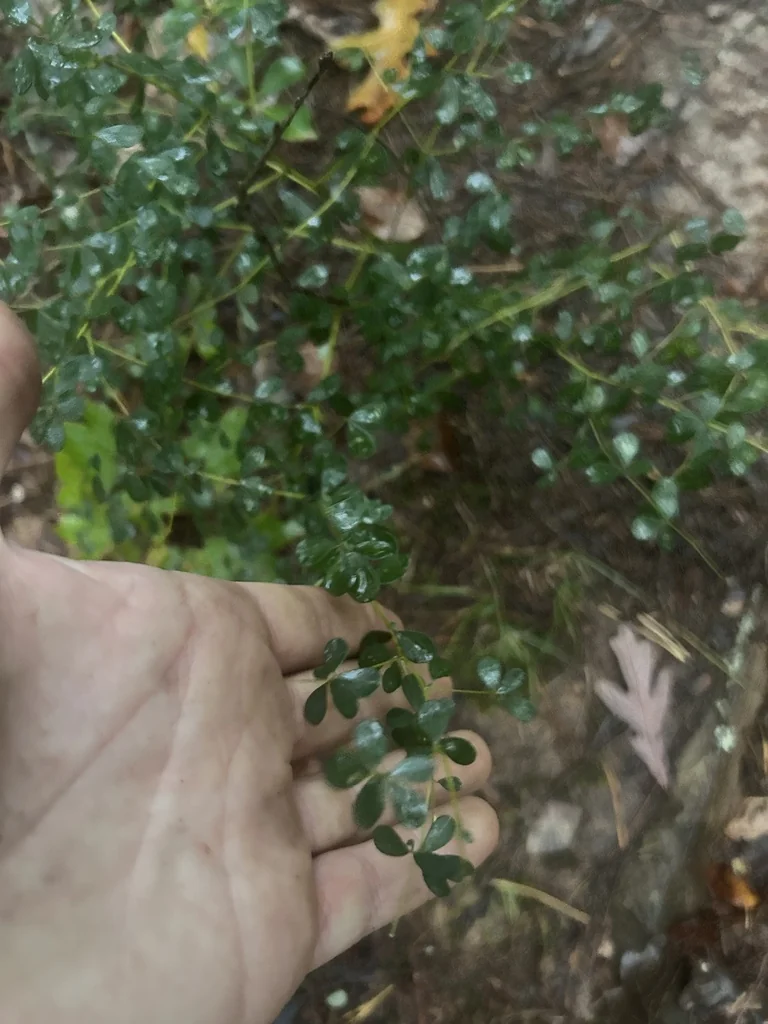 Baptisia Tinctoria