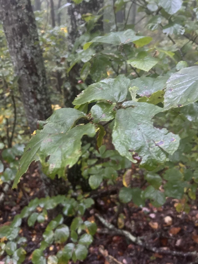 Hamamelis Virginiana