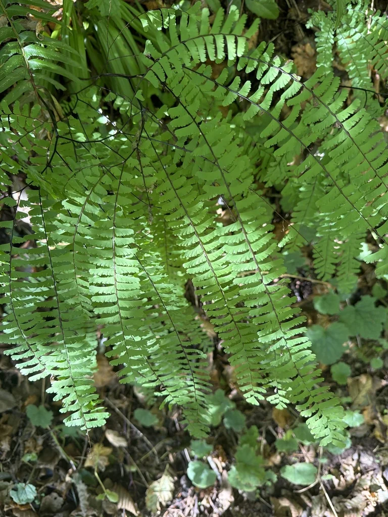 Adiantum Aleuticum