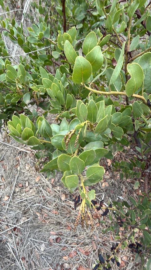 Arctostaphylos Insularis