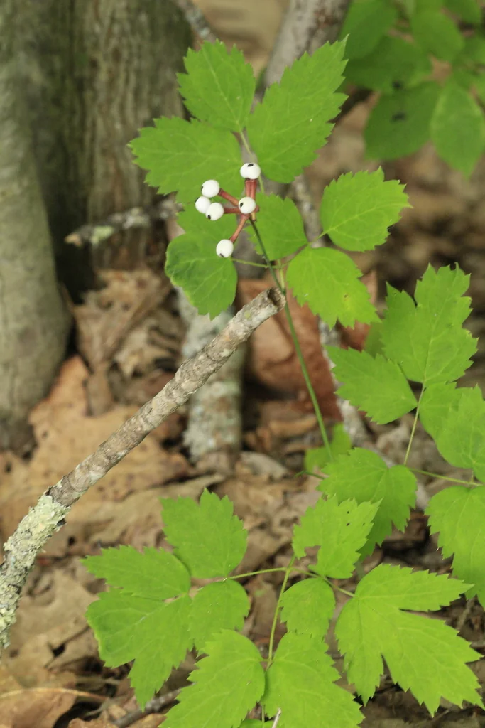 Actaea Pachypoda