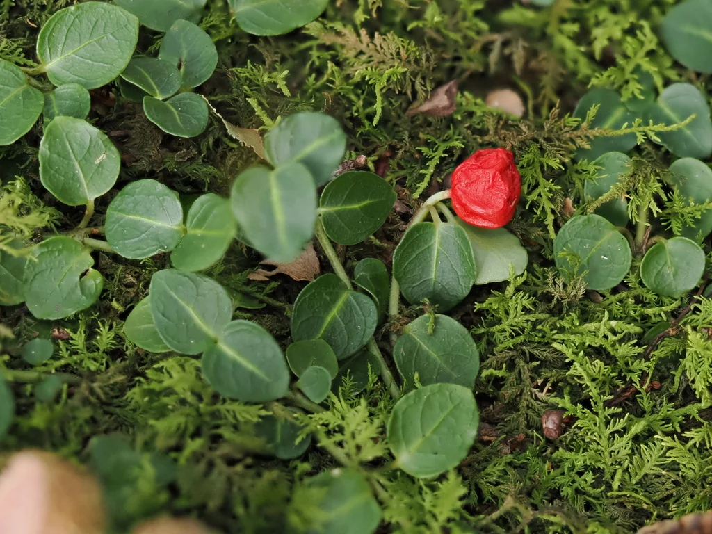 Mitchella Repens