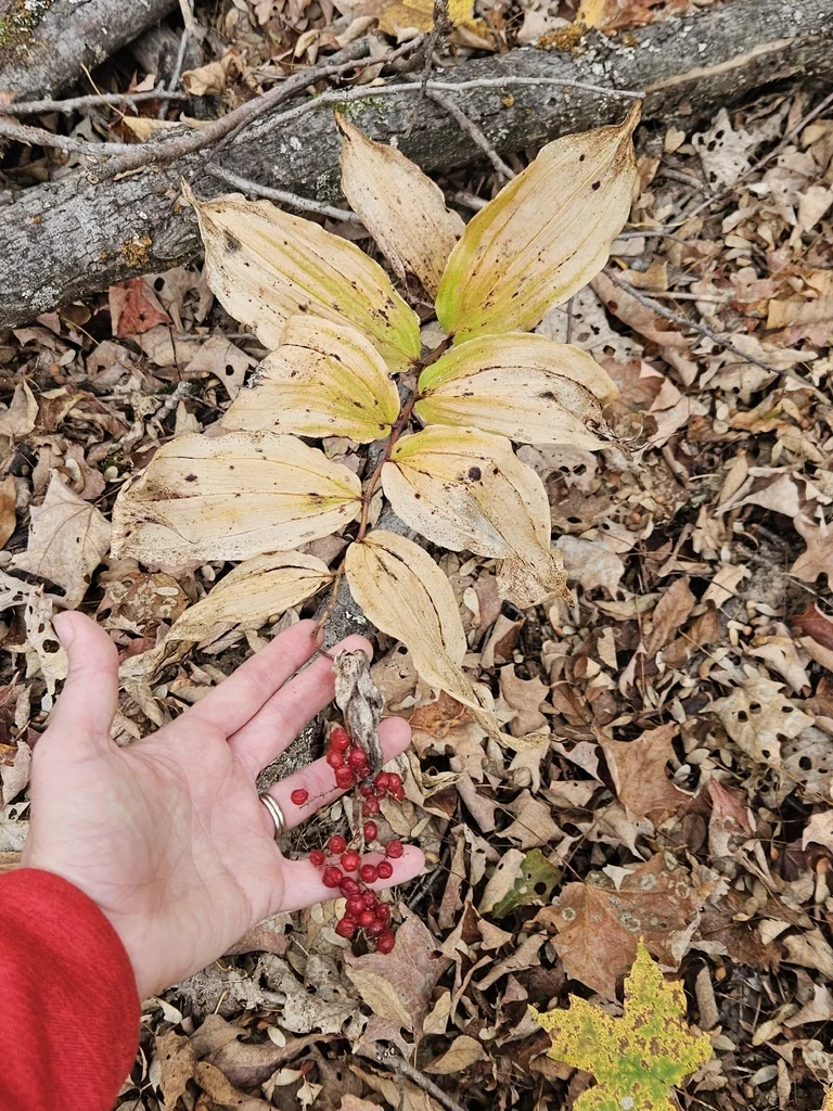 Smilacina Racemosa