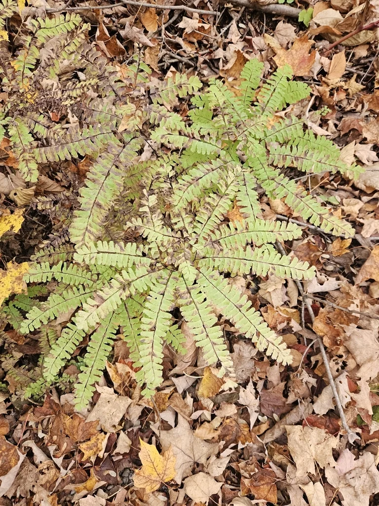 Adiantum Pedatum