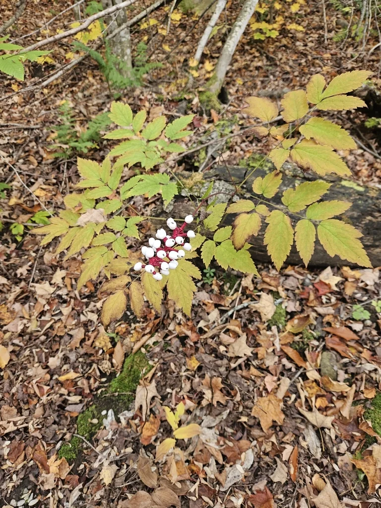 Actaea Pachypoda