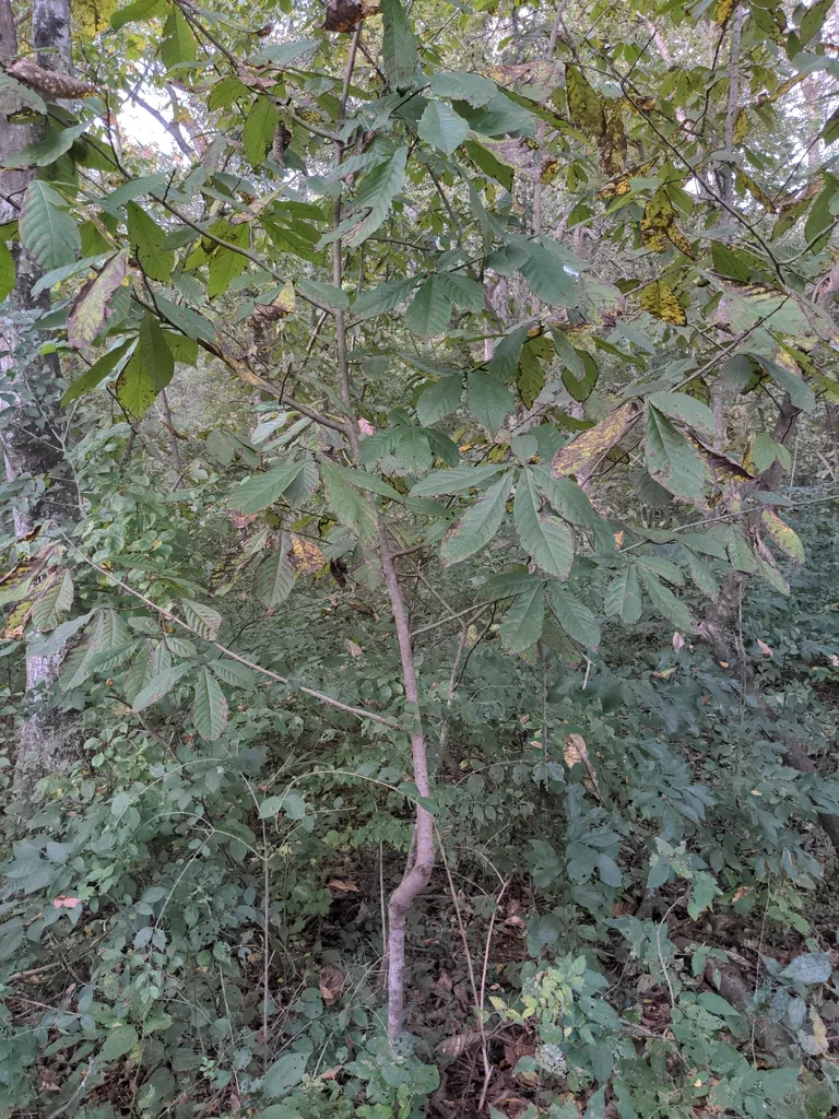 Asimina Triloba